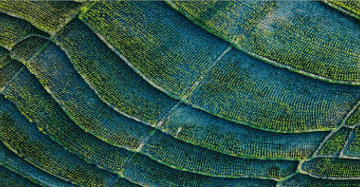 Pillar five, sustainability five pillars